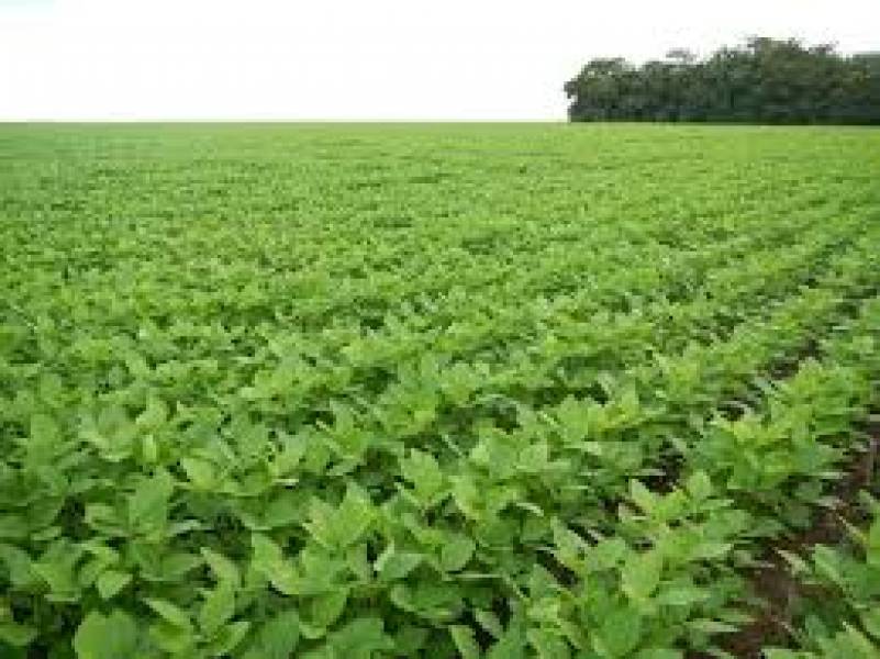 Soja: Brasil: Plantio de soja atinge 56% da área estimada