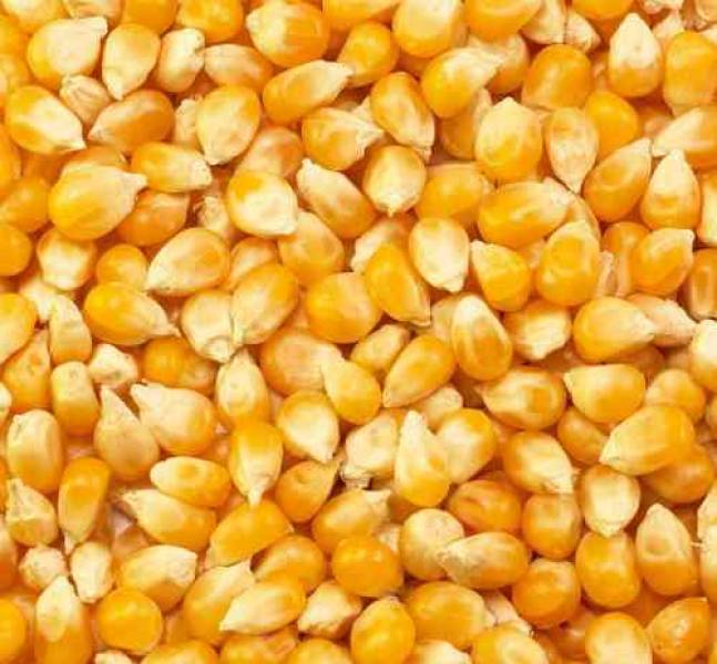 Novo relatório do USDA traz informações positivas para os mercados da soja e milho