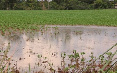 Estudo indica caminhos para melhor precificação do seguro rural