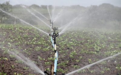 Ministra diz que decreto vai recompor subsídio em energia para agronegócio