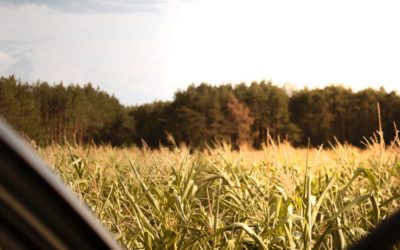 Incorporação de pastagens adicionará 10,3 milhões de hectares à área plantada nos próximos dez anos