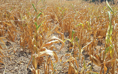 Produtores podem renegociar dívidas relativas a perdas pela seca