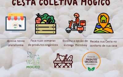 Produtores de Juiz de Fora (MG) criam plataforma para venda de cestas coletivas de hortifrutis