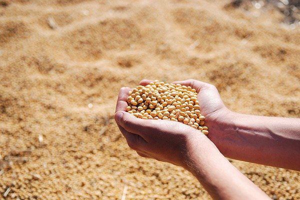 Farsul faz alerta sobre o impacto da taxa de câmbio no preço da soja