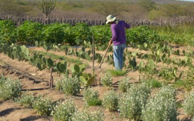 Solo salinizado: saiba como recuperar