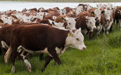 Estudo mostra oportunidades para exportar carnes para a China