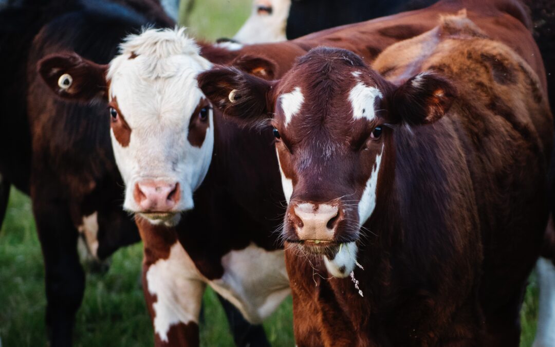 Senar-RS promove live sobre qualidade da carne bovina nesta terça